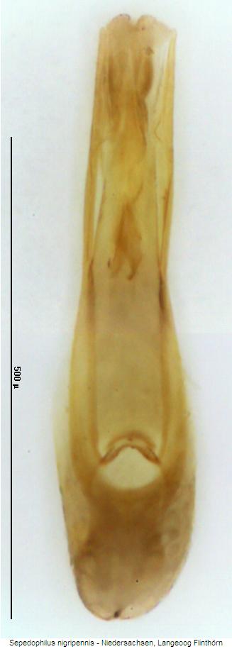 sepedophilus_nigripennis.jpg