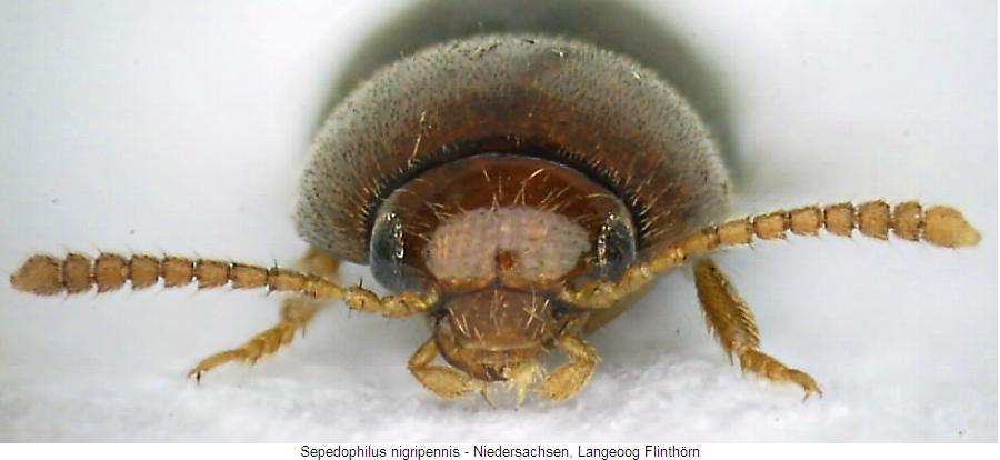 sepedophilus_nigripennis_k.jpg