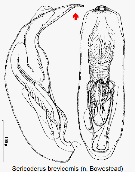 sericoderus_brevicornis.gif