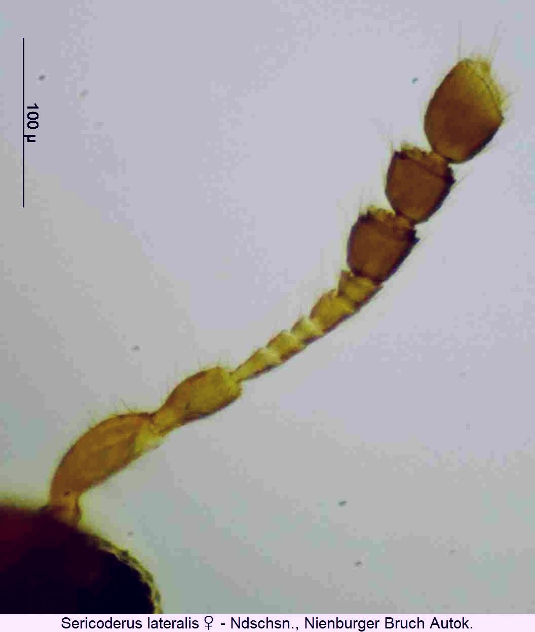 sericoderus_lateralis_f1.jpg