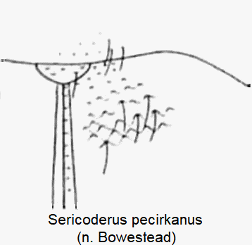 sericoderus_pecirkanus_scut.gif