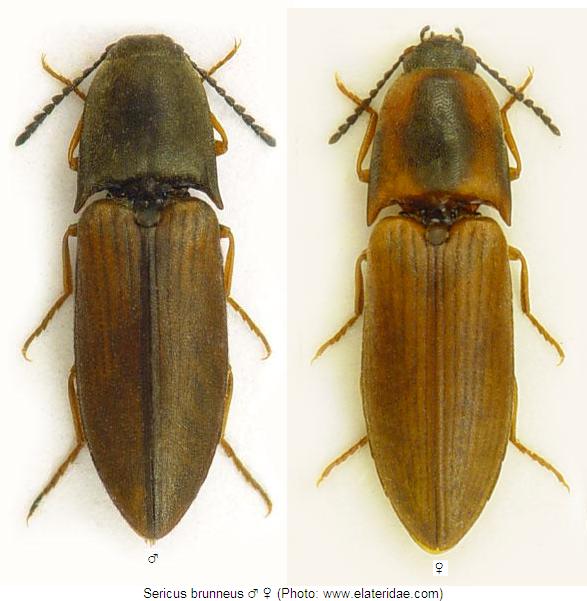 sericus_brunneus_hab.jpg
