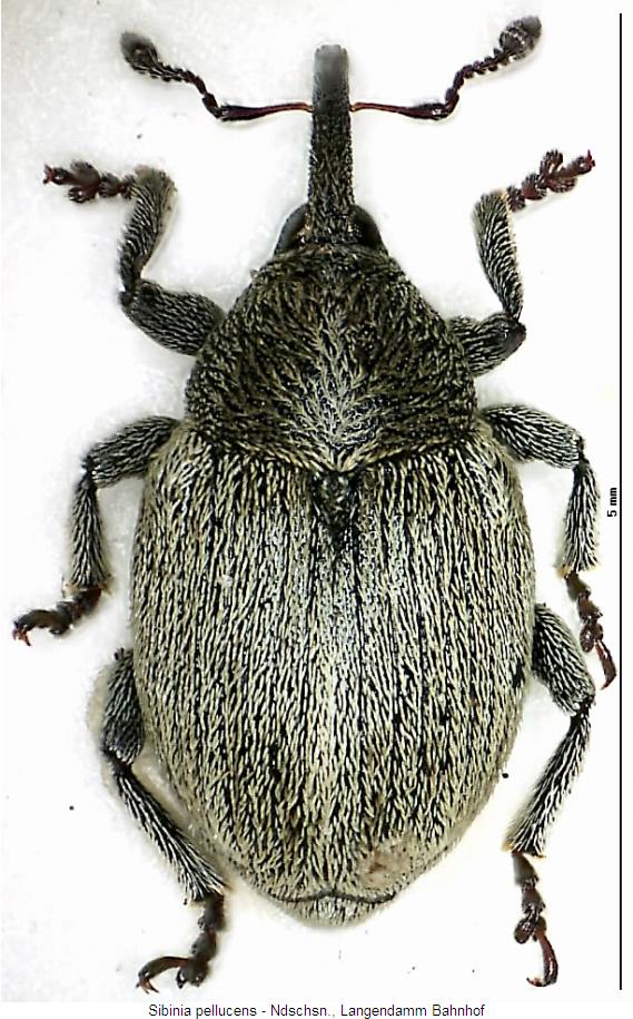 sibinia_pellucens_hab.jpg