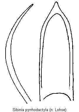 sibinia_pyrrhodactyla.gif