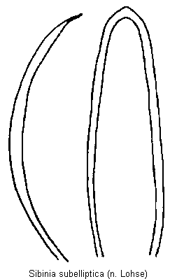 sibinia_subelliptica.gif