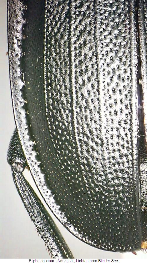 silpha_obscura_fld.jpg