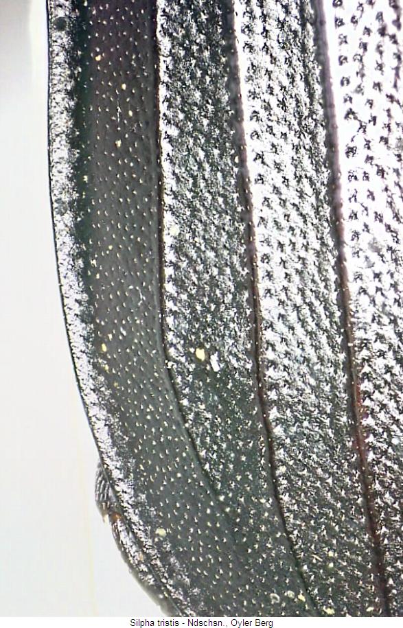 silpha_tristis_fld.jpg