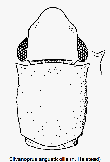 silvanoprus_angusticollis_vk.gif