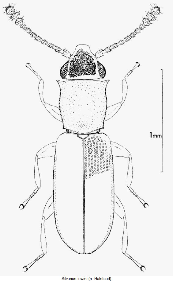 silvanus_lewisi_hab.jpg