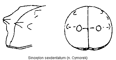 sinoxylon_sexdentatum_fld.gif