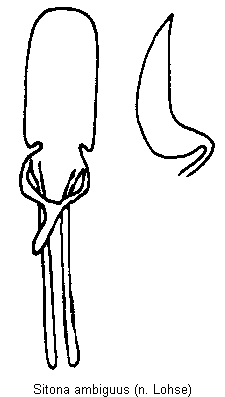 sitona_ambiguus.gif