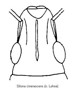 sitona_cinerascens_k.gif