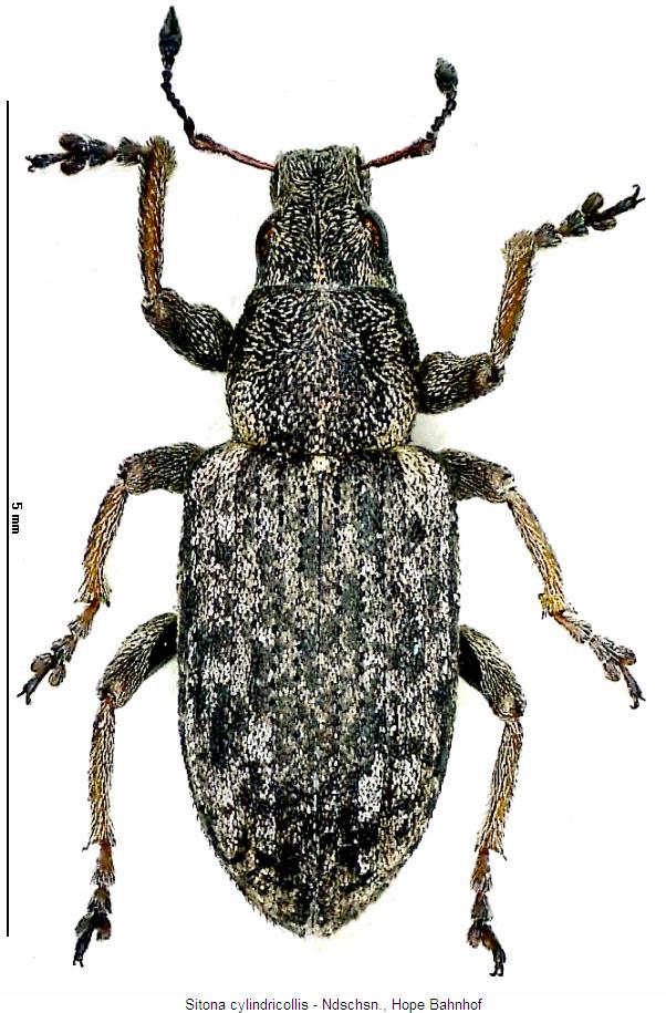 sitona_cylindricollis_hab.jpg