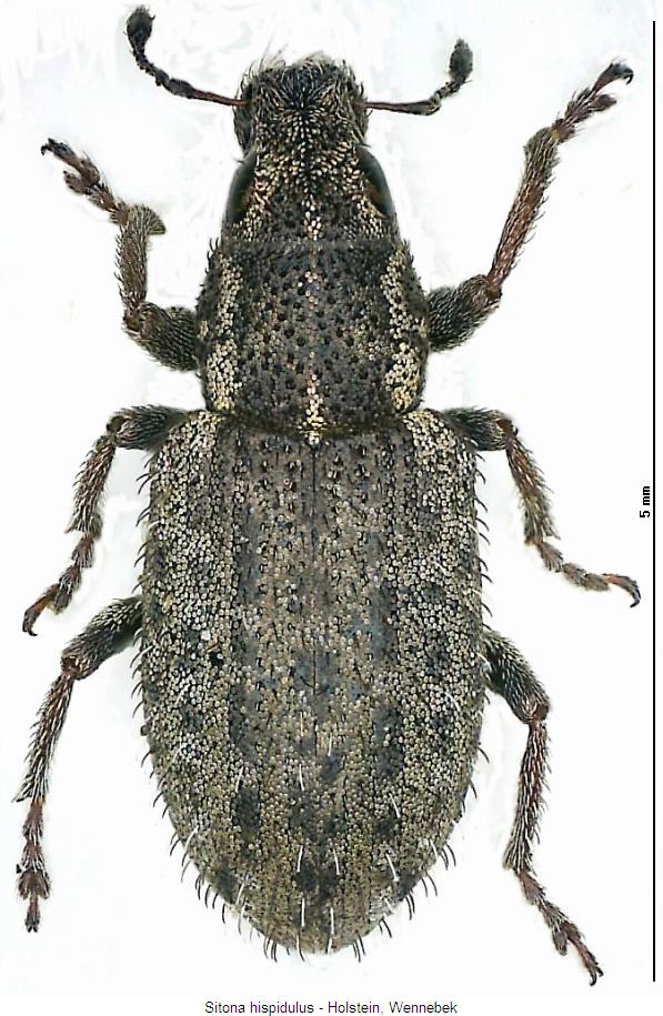 sitona_hispidulus_hab.jpg