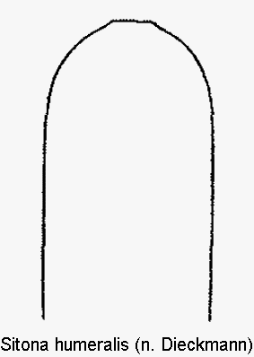 sitona_humeralis.gif