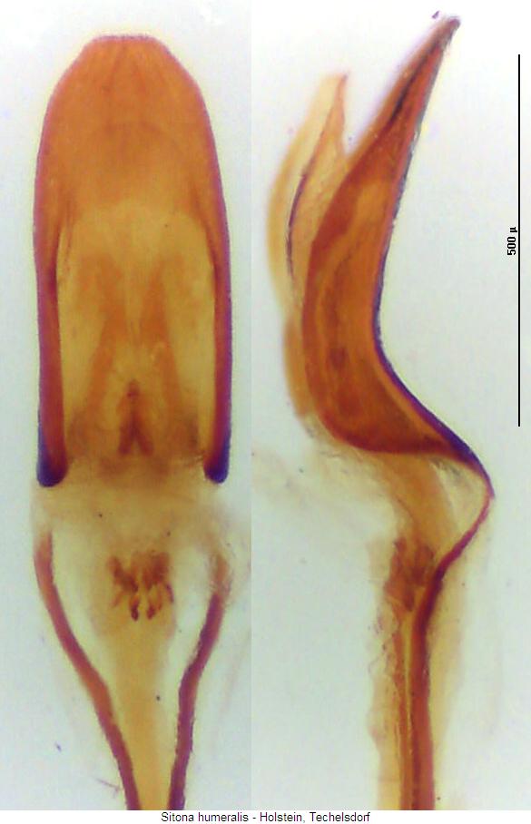 sitona_humeralis.jpg
