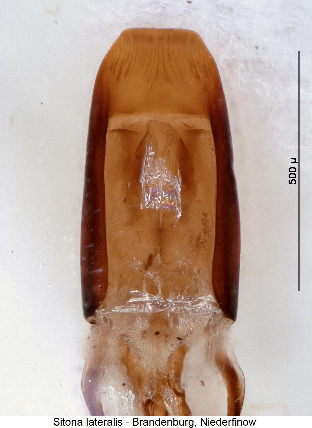 sitona_lateralis2.jpg