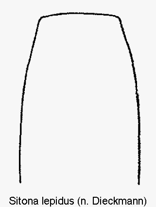 sitona_lepidus.gif