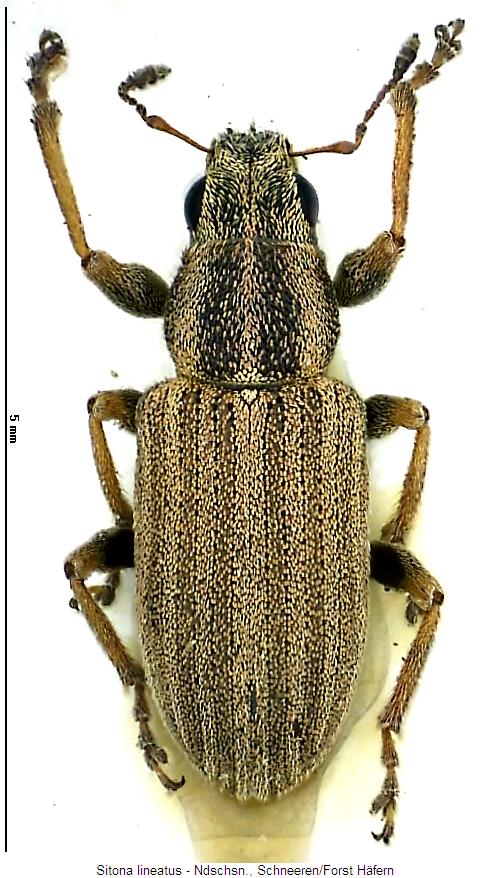 sitona_lineatus_hab.jpg