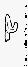 sitona_lineellus_ham.gif