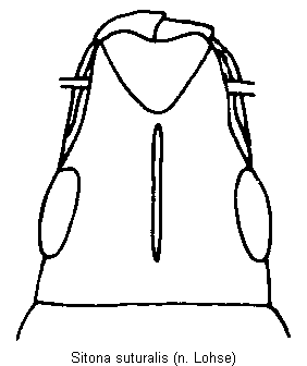 sitona_suturalis_k.gif