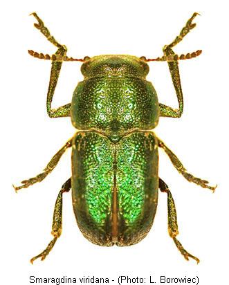 smaragdina_viridana.jpg