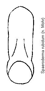 spaeroderma_rubidum.gif