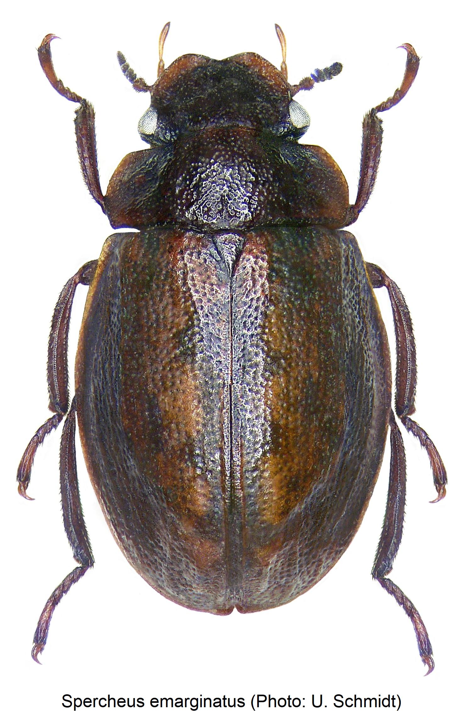 spercheus_emarginatus_hab.jpg