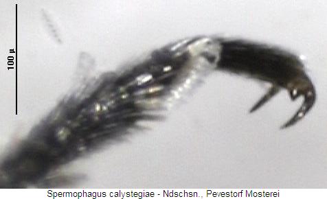 spermophagus_calystegiae_kl.jpg