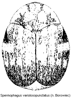 spermophagus_variolosopunctatus_hab.gif