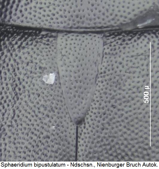 sphaeridium_bipustulatum_scut.jpg