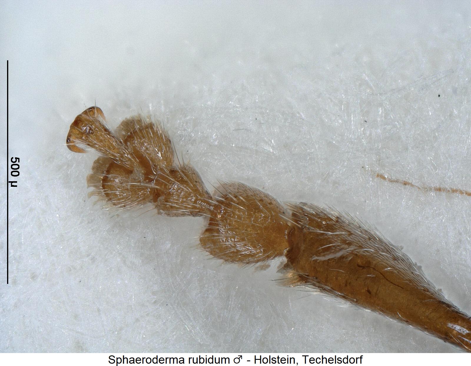 sphaeroderma_rubidum_m_vtr.jpg