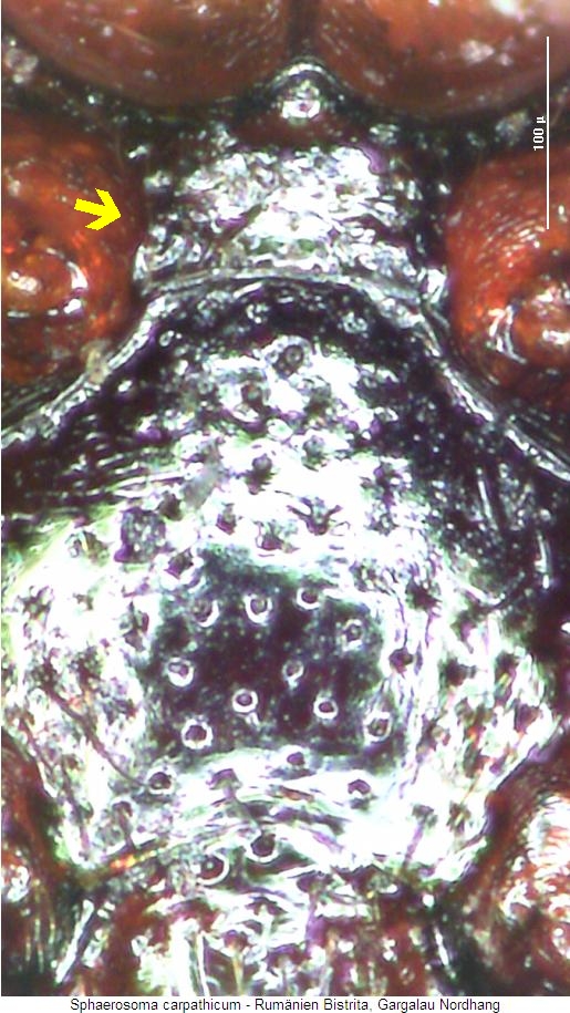 sphaerosoma_carpathicum_mbr.jpg