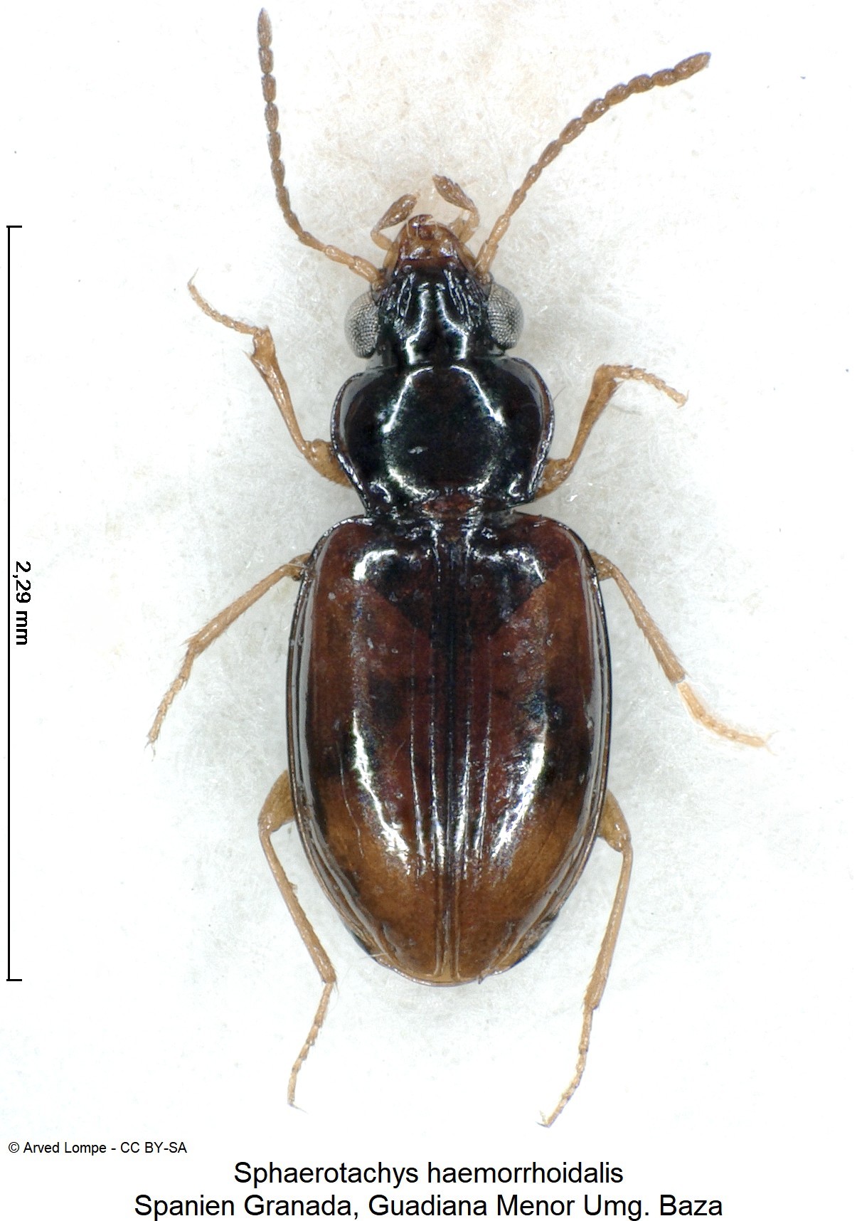 sphaerotachys_haemorrhoidalis_ck17795_hab.jpg