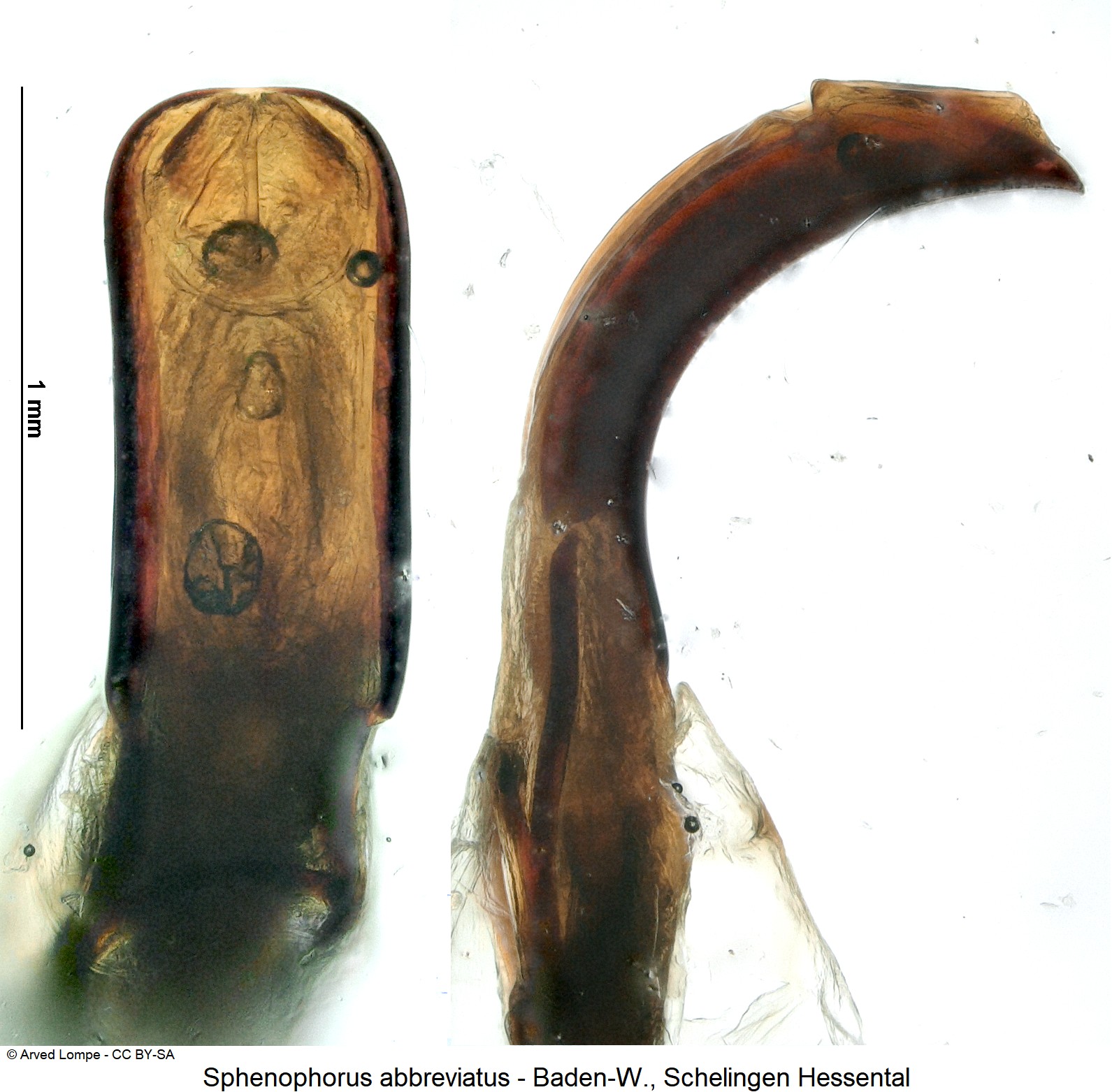 sphenophorus_abbreviatus_ck14830.jpg
