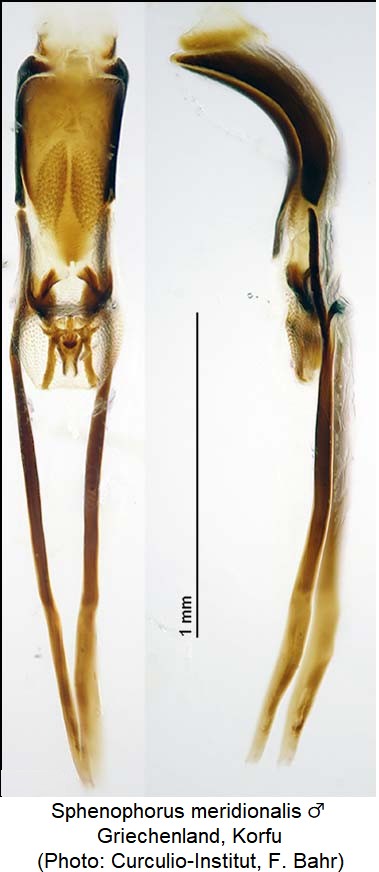 sphenophorus_meridionalis_m_ck14828.jpg
