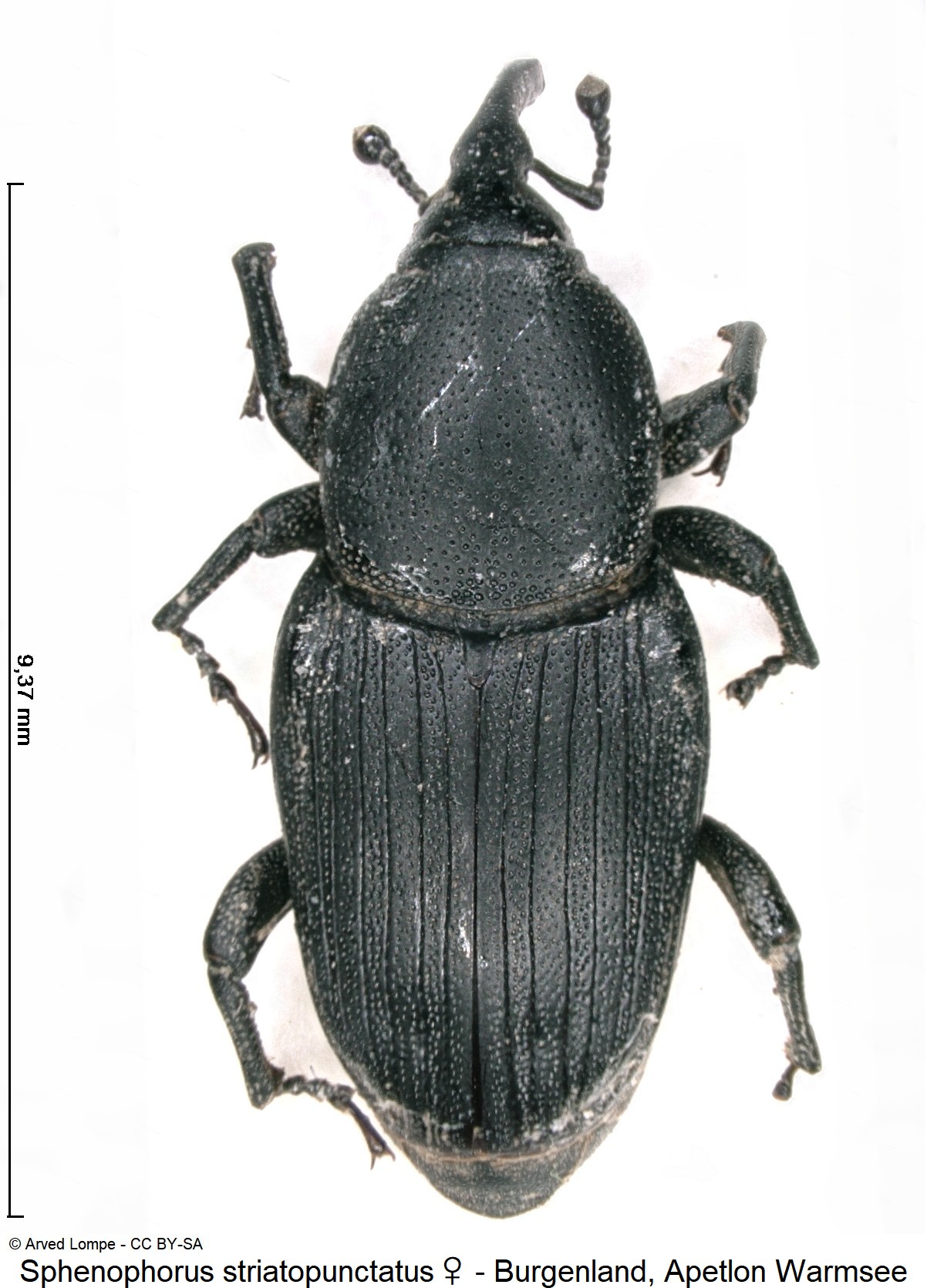 sphenophorus_striatopunctatus_ck14831_hab.jpg