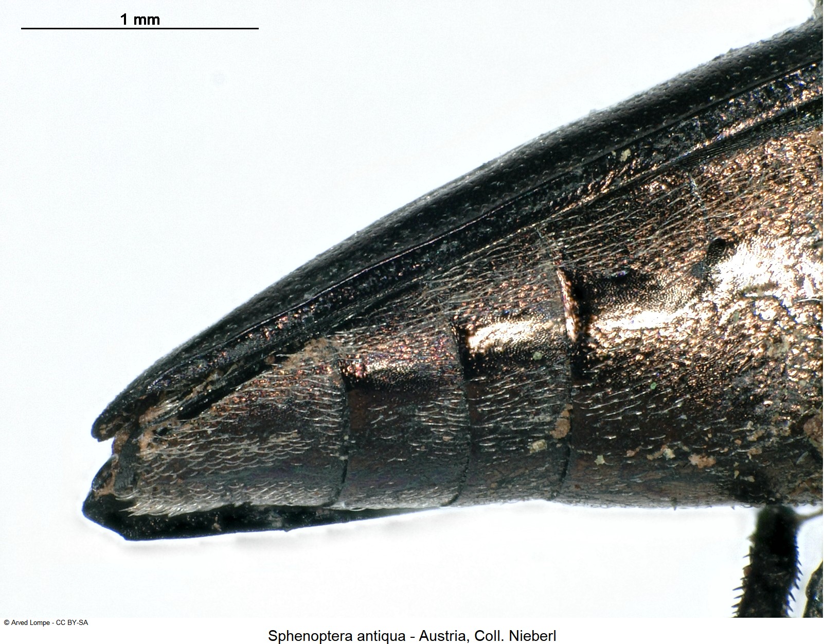 sphenoptera_antiqua_ck34285419_abd.jpg