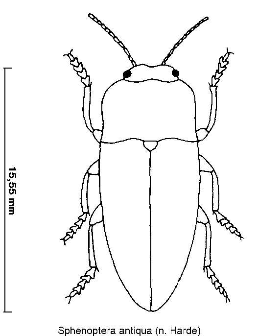 sphenoptera_antiqua_hab.gif