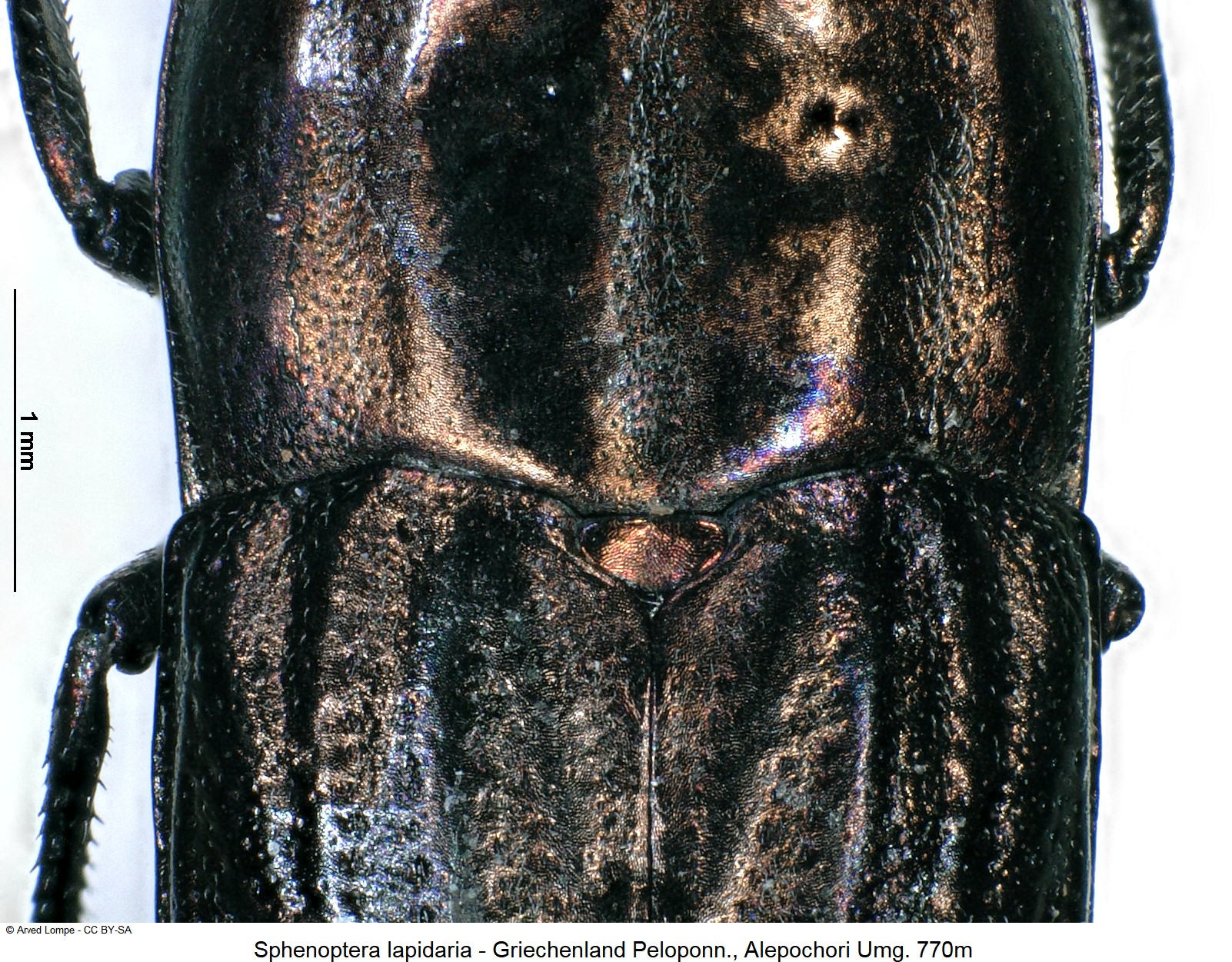 sphenoptera_lapidaria_ck34285420_scut.jpg
