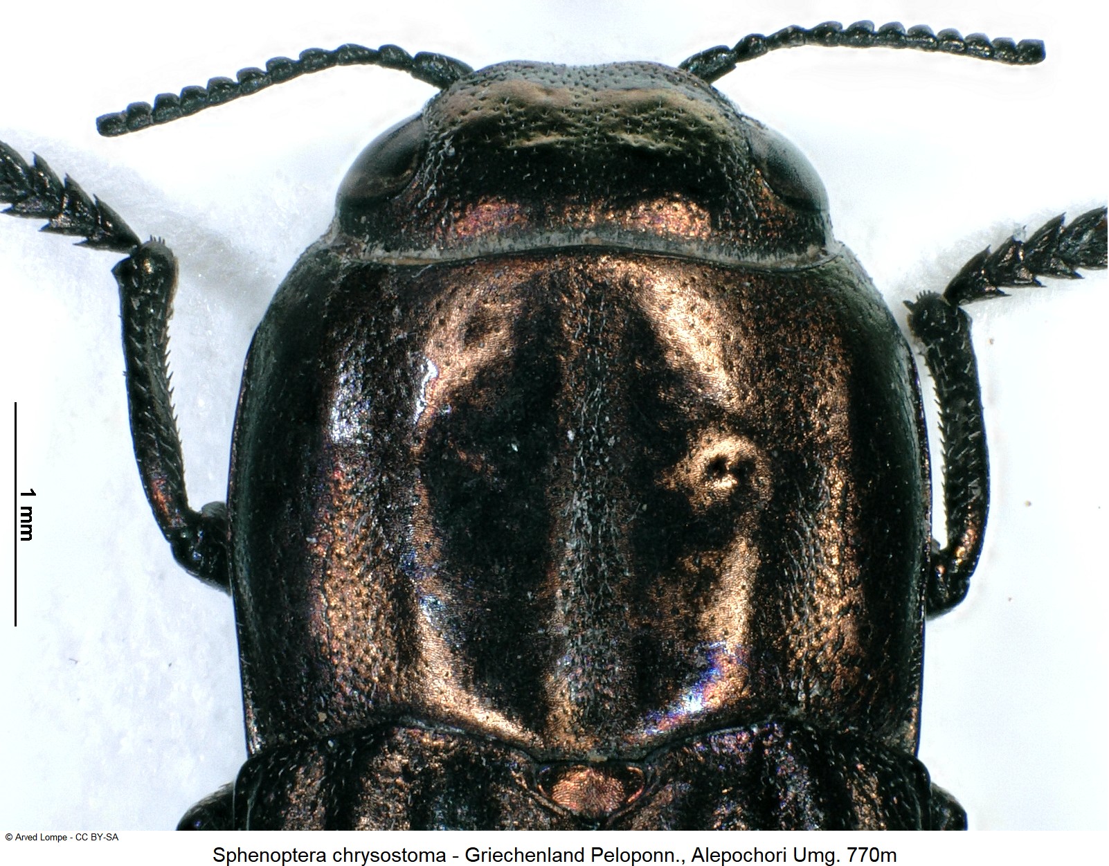sphenoptera_lapidaria_ck34285420_vk.jpg
