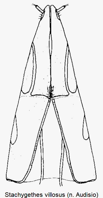 stachygethes_villosus_ovi.gif