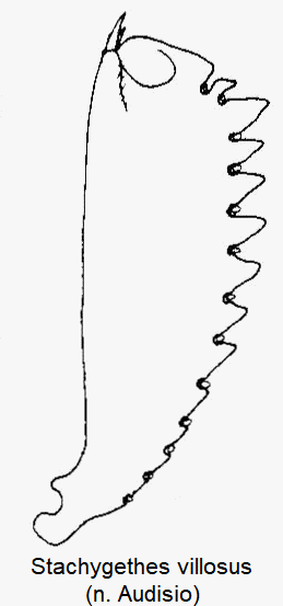 stachygethes_villosus_vschn.gif