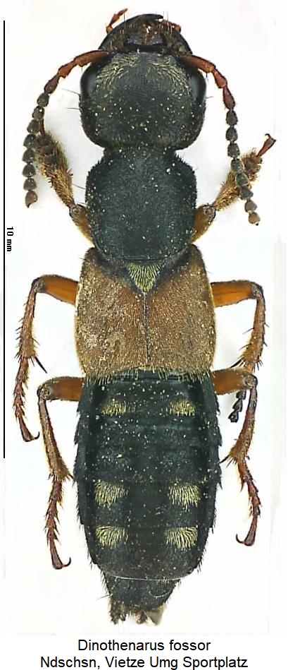 staphylinus_erythropterus_hab.jpg