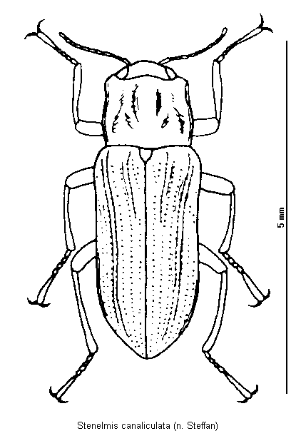 stenelmis_canaliculata_hab.gif