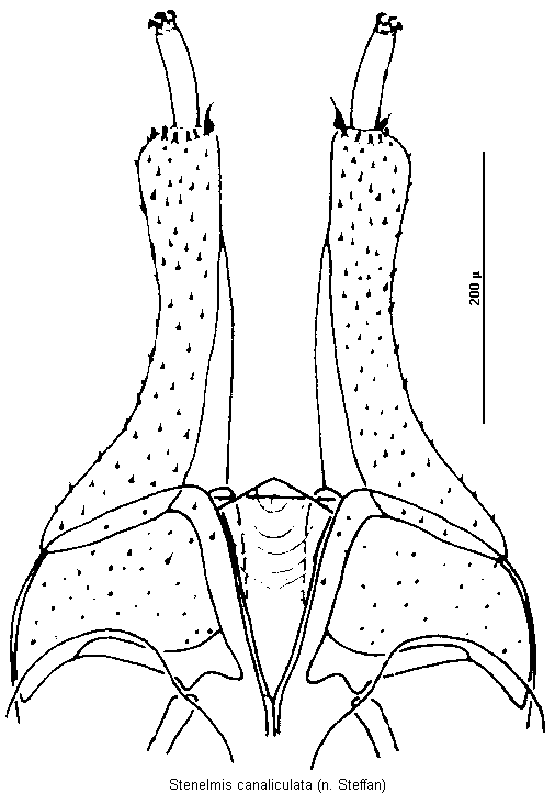 stenelmis_canaliculata_ovi.gif