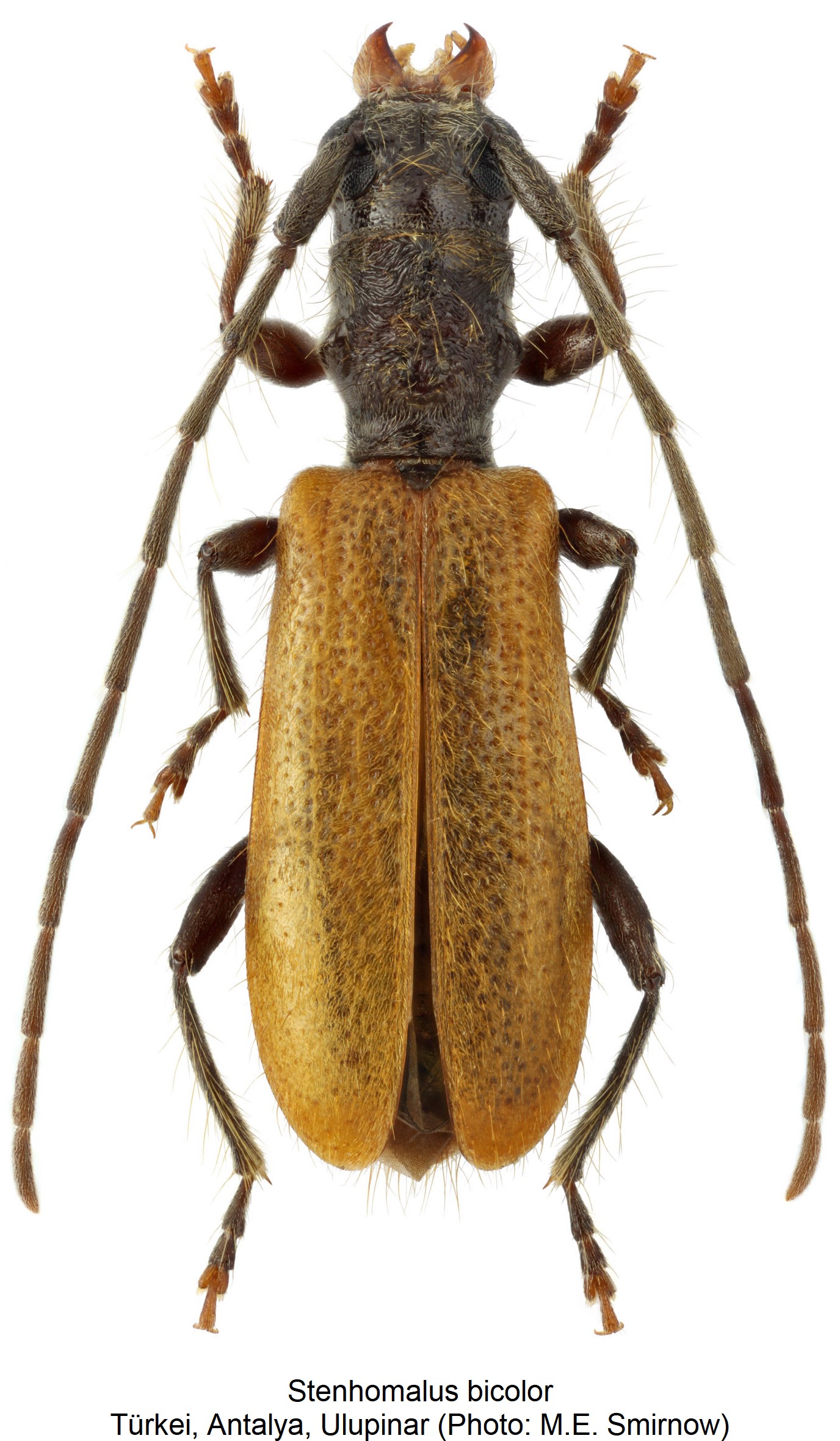 stenhomalus_bicolor_hab.jpg