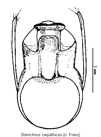stenichnus_carpathicus.gif