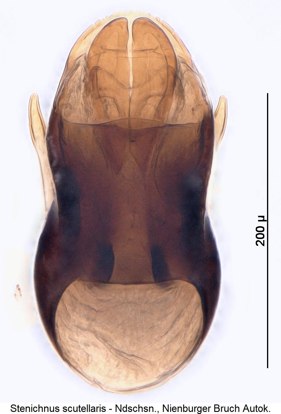 stenichnus_scutellaris1.jpg