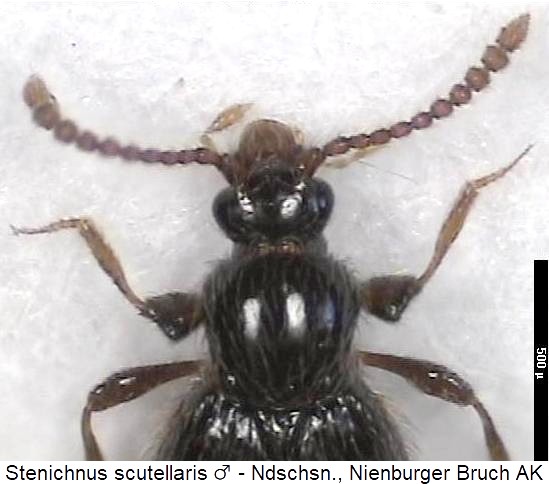 stenichnus_scutellaris_vk.jpg